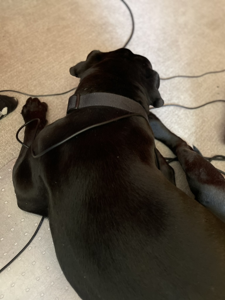 Calvin the studio dog doign cable management